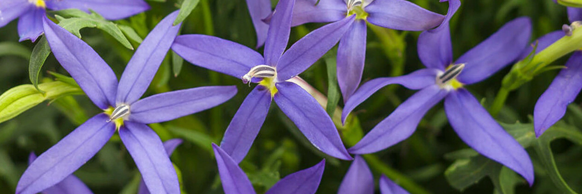 Star Flower